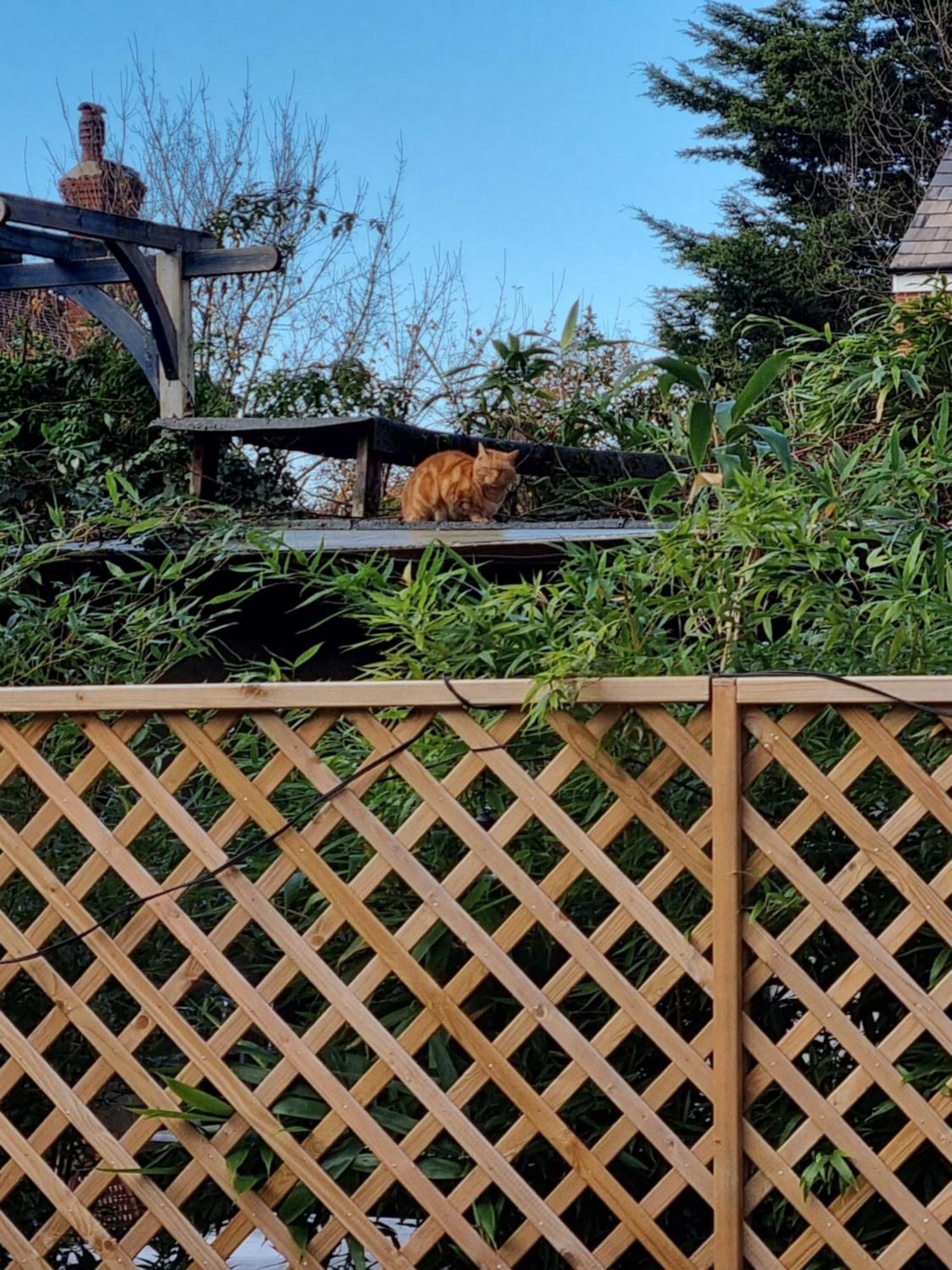 ホテル ザ ウィンドミル ロンドン エクステリア 写真